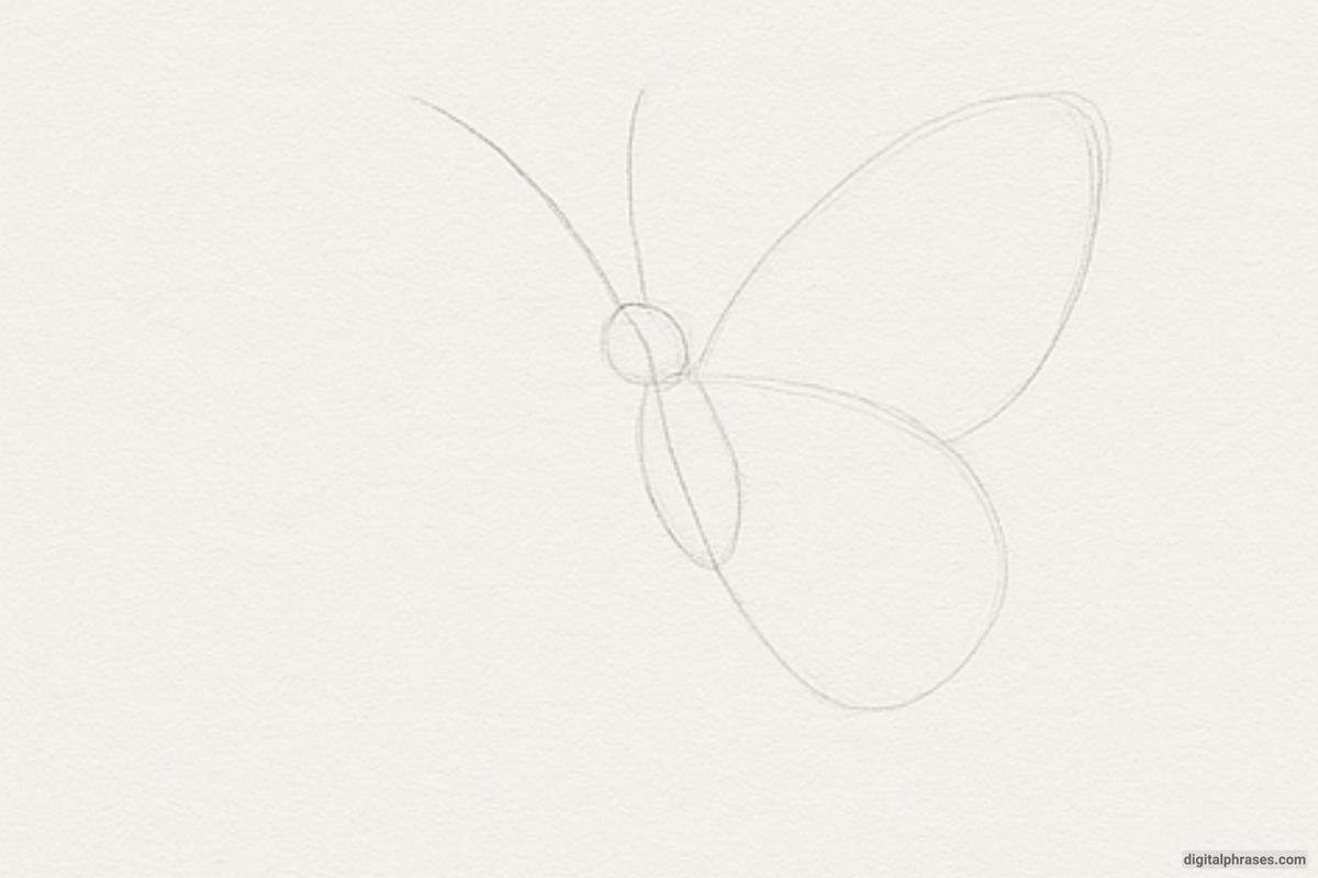 How To Draw a Butterfly How To Draw a Butterfly