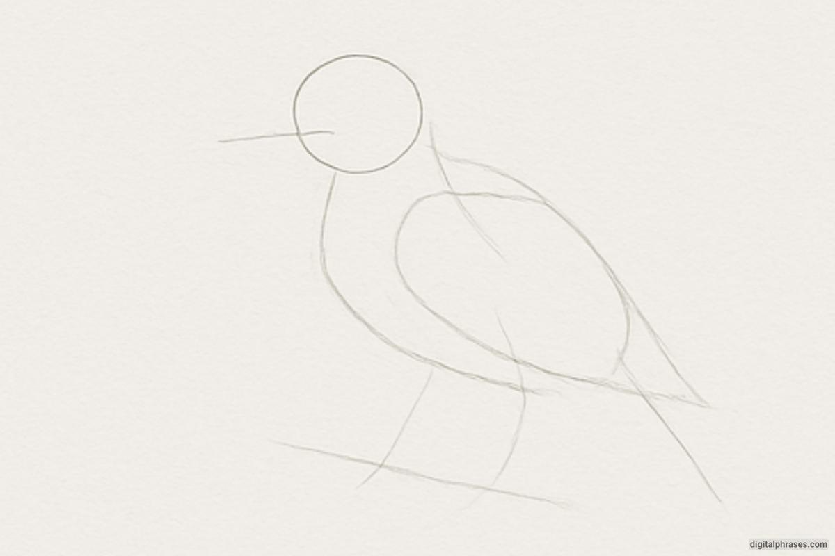 How To Draw an Eagle How To Draw an Eagle