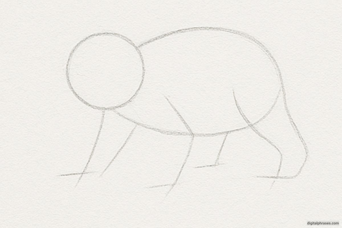 How To Draw a Bear How To Draw a Bear
