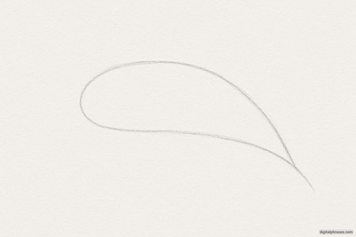 How To Draw a Dolphin How To Draw a Dolphin