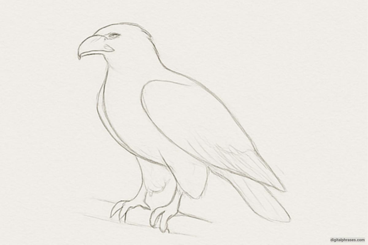 How To Draw an Eagle How To Draw an Eagle