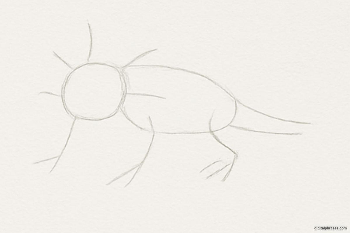 How To Draw an Axolotl How To Draw an Axolotl