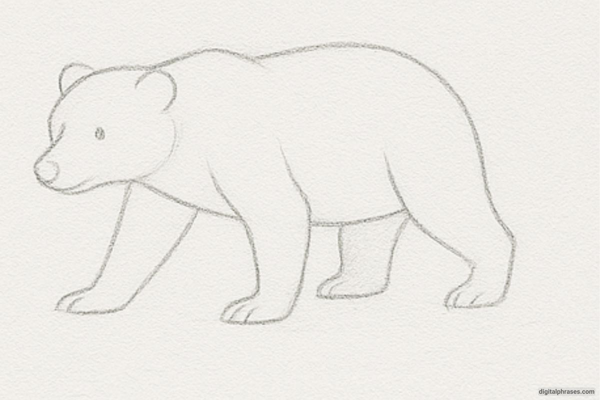 How To Draw a Bear How To Draw a Bear