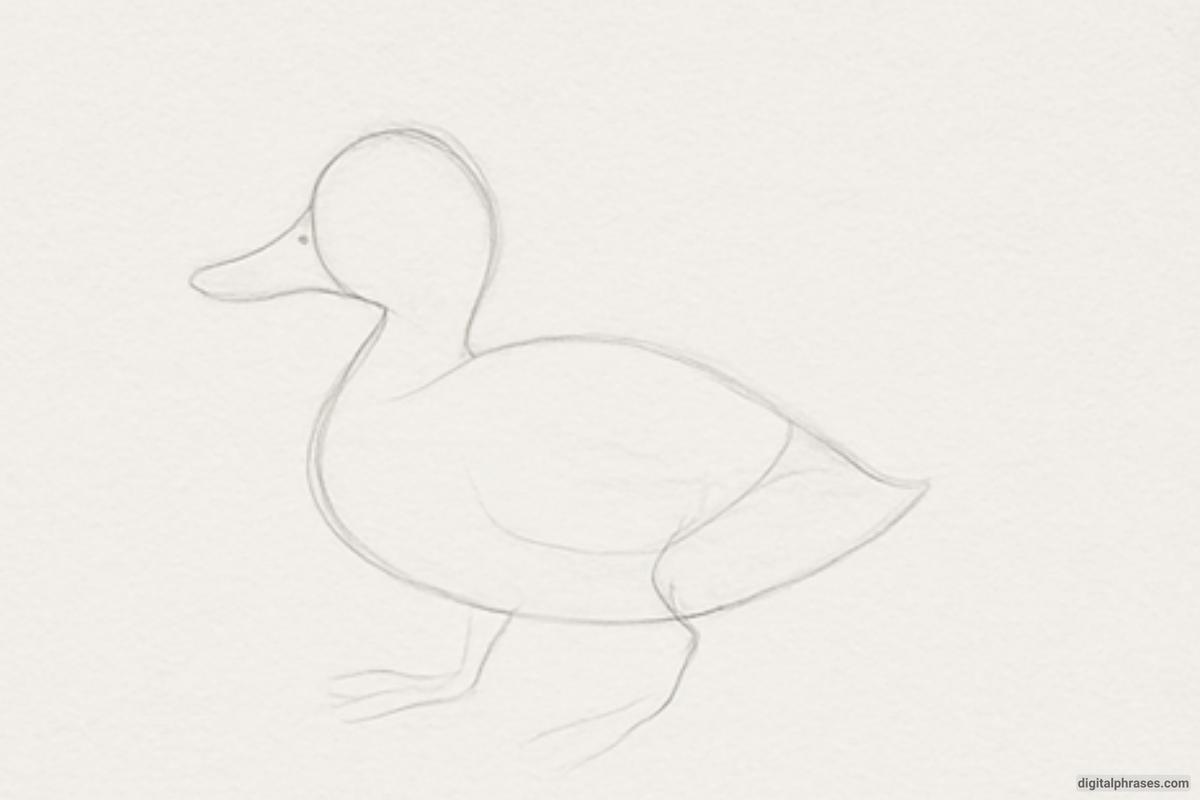 How To Draw a Duck How To Draw a Duck