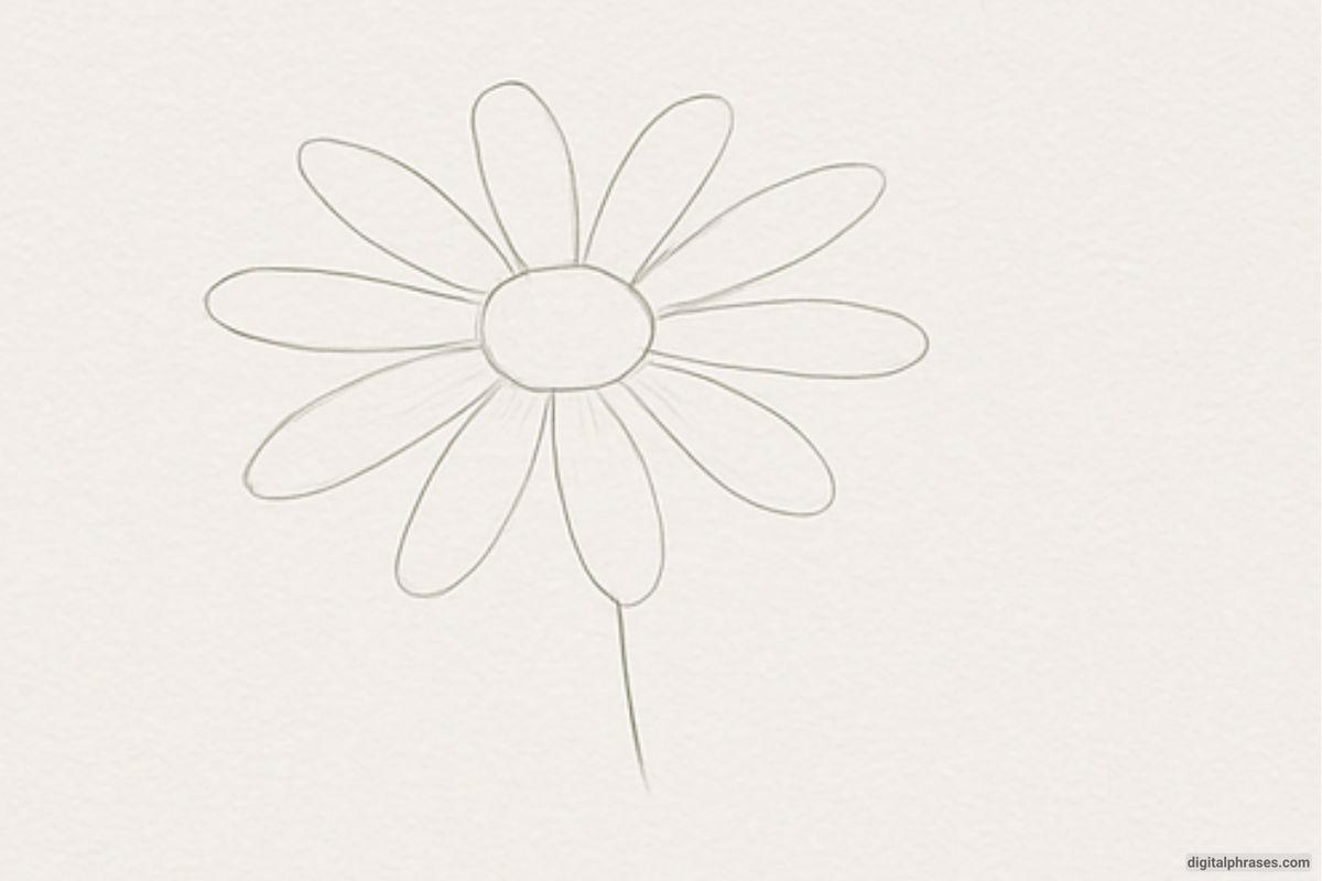 How To Draw a Daisy Flower How To Draw a Daisy Flower