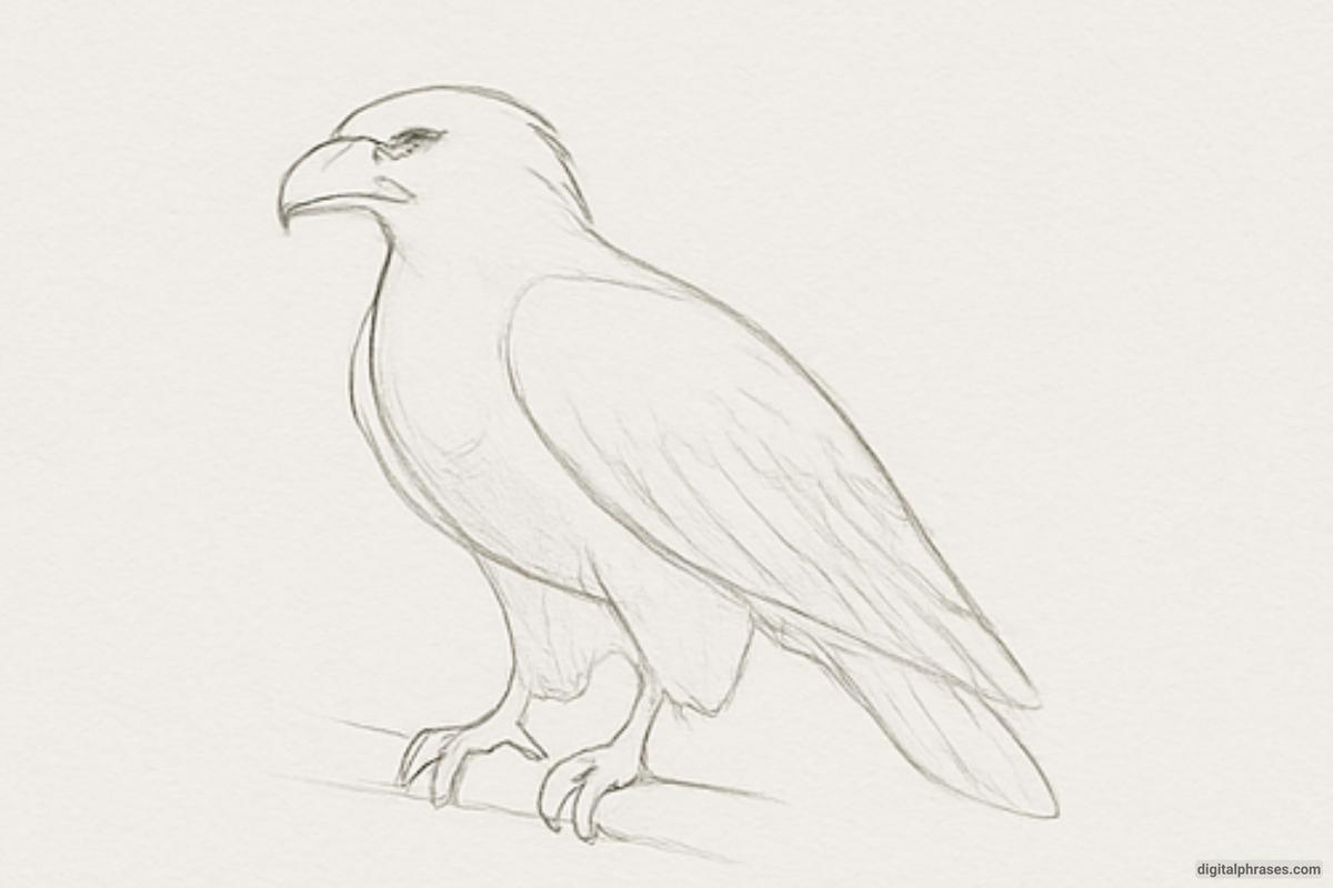 How To Draw an Eagle How To Draw an Eagle