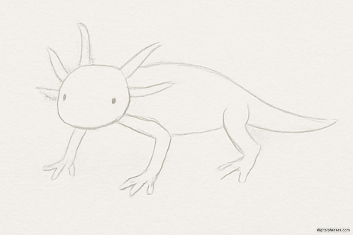 How To Draw an Axolotl How To Draw an Axolotl
