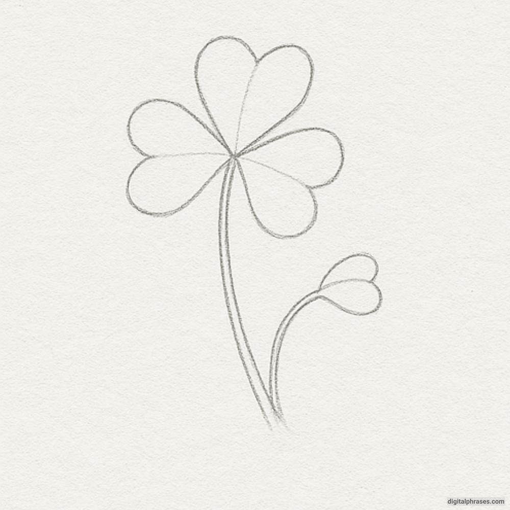 How To Draw a Clover Plant How To Draw a Clover Plant