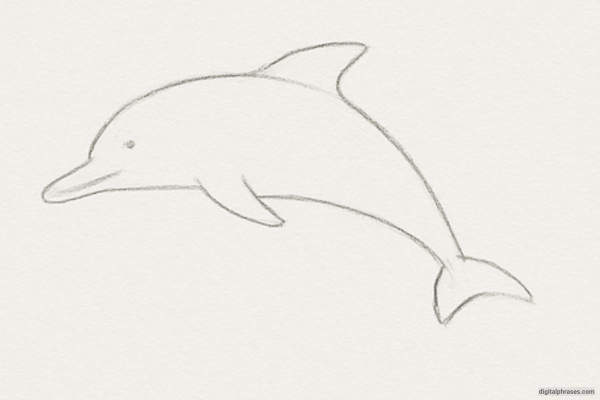 How To Draw a Dolphin How To Draw a Dolphin