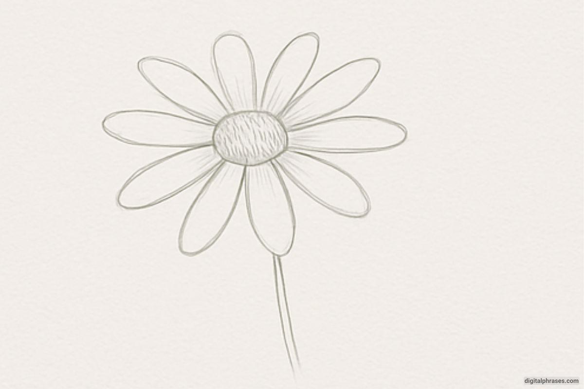 How To Draw a Daisy Flower How To Draw a Daisy Flower