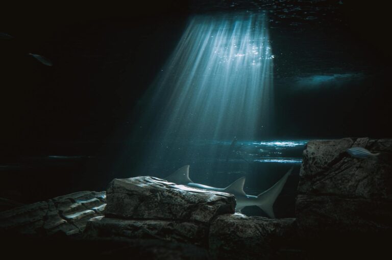 A shark swims through beams of light in the deep, rocky waters.