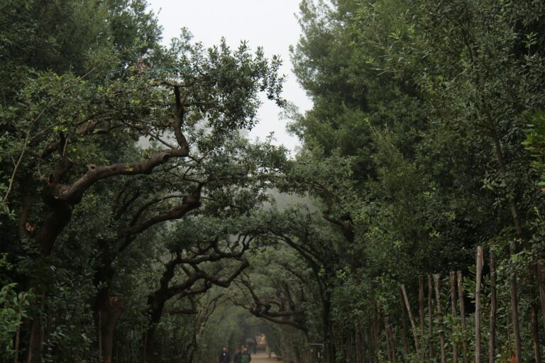a group of people walking down a tree lined road