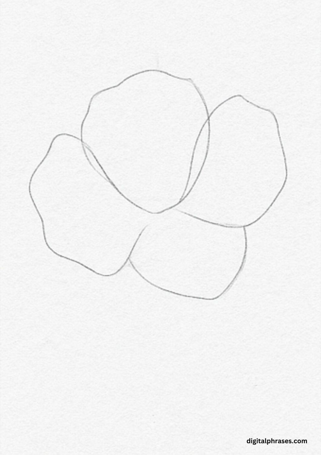 How To Draw a Poppy Flower