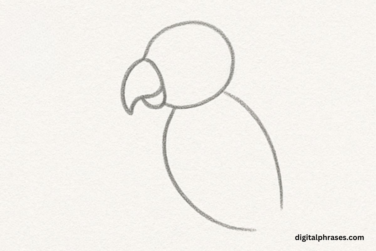 How To Draw a Parrot How To Draw a Parrot