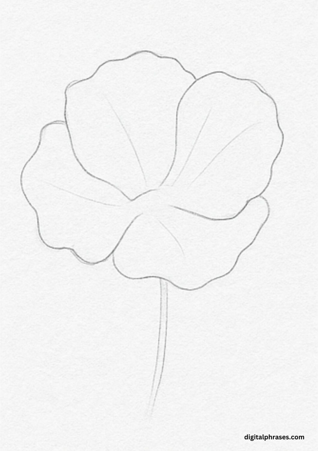 How To Draw a Poppy Flower