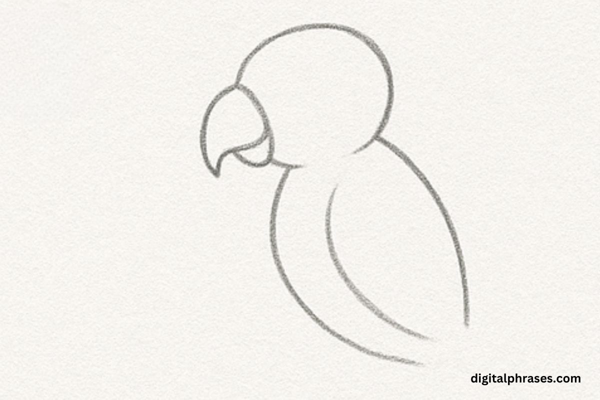 How To Draw a Parrot How To Draw a Parrot