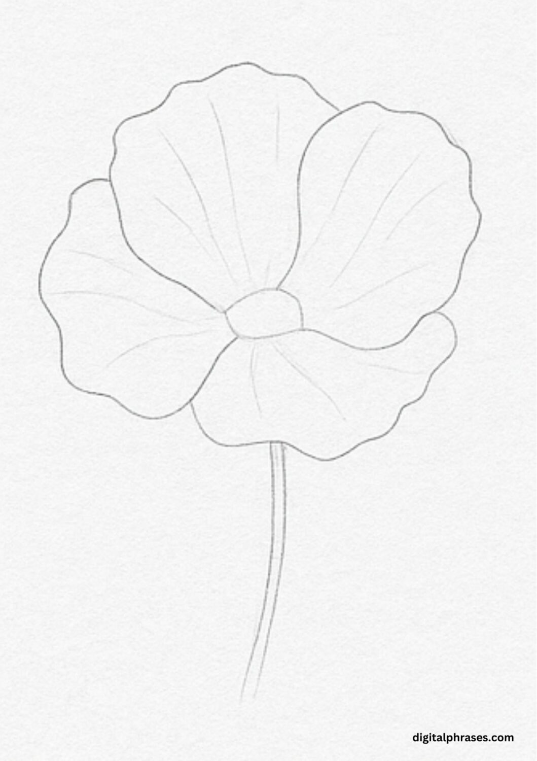 How To Draw a Poppy Flower