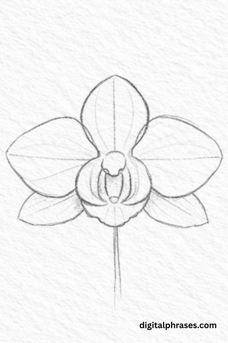 How To Draw an Orchid?