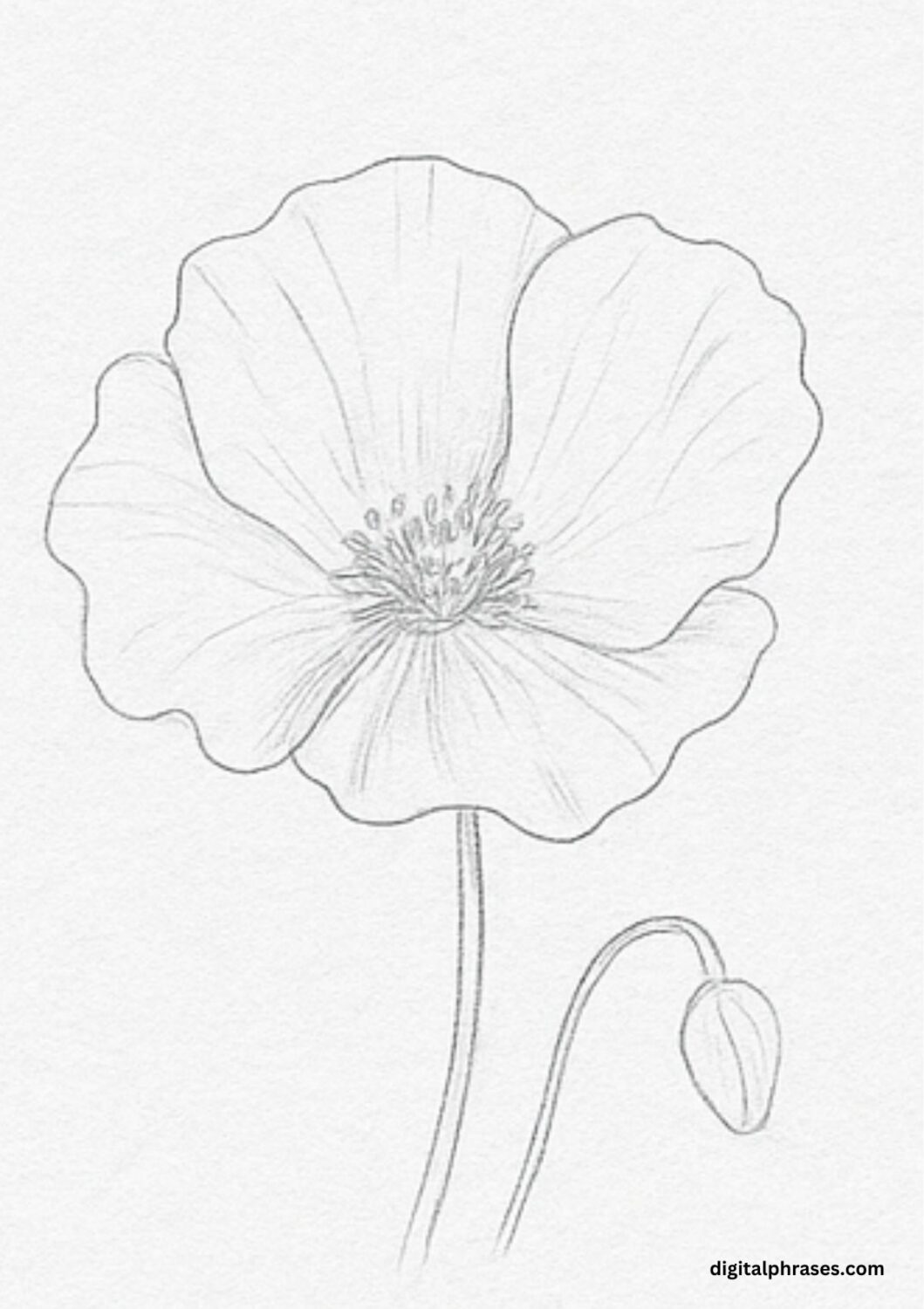 How To Draw a Poppy Flower