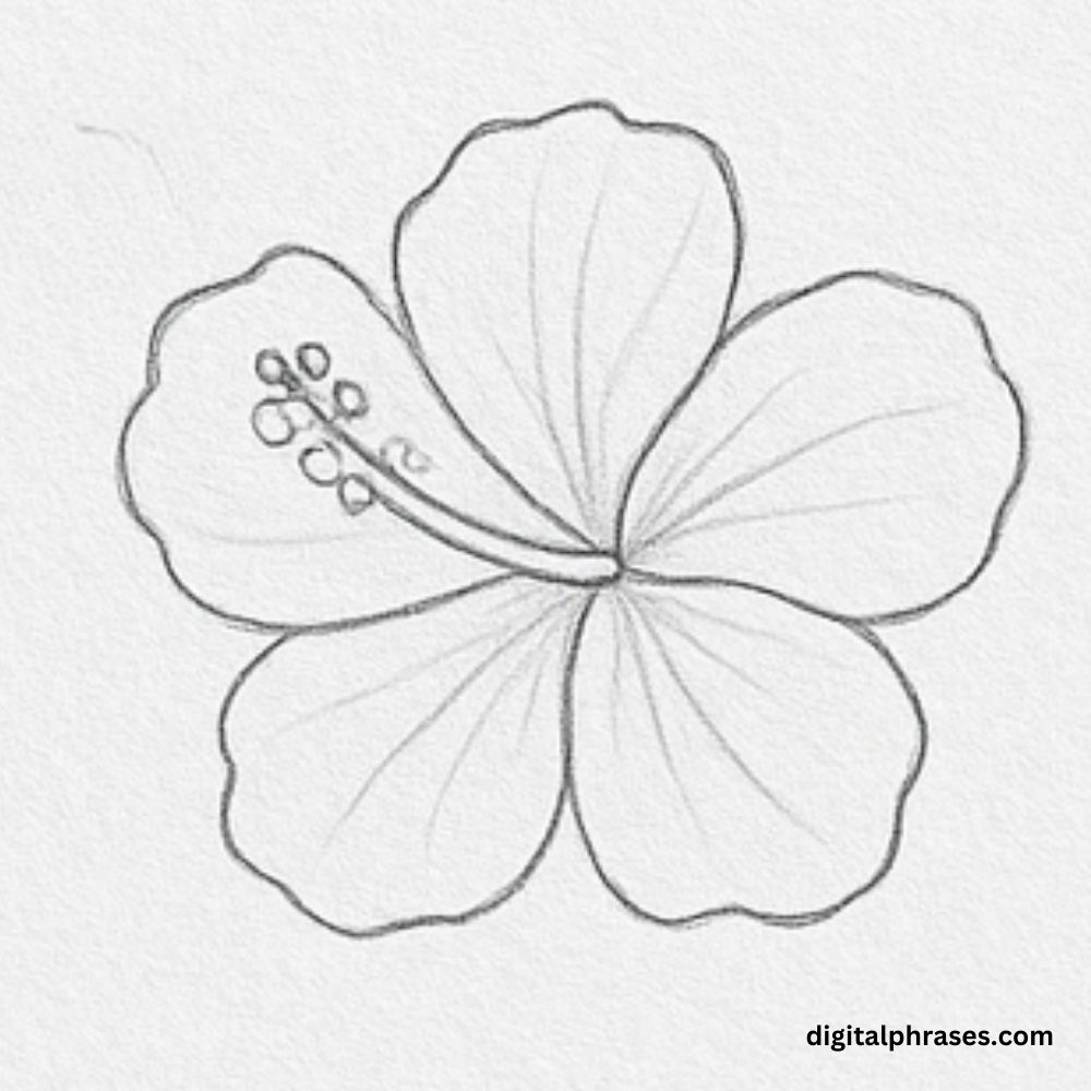 How To Draw a Hibiscus Flower How To Draw a Hibiscus Flower