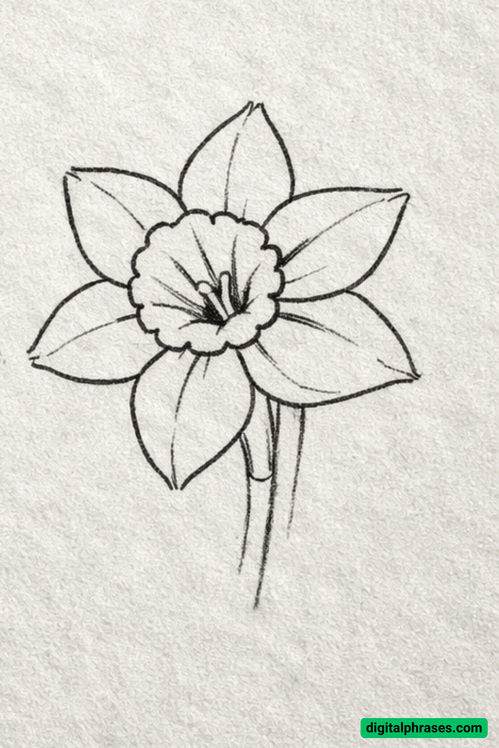 18 Daffodil Drawing Ideas 18 Daffodil Drawing Ideas