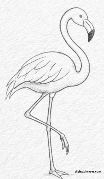 How To Draw a Flamingo