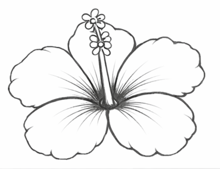 Outline of a hibiscus flower