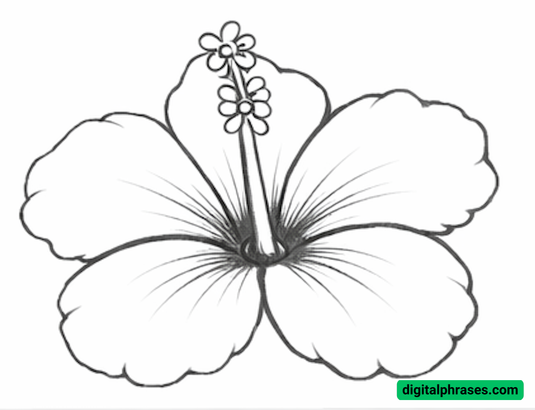 How to Draw a Hawaiian Flower How to Draw a Hawaiian Flower