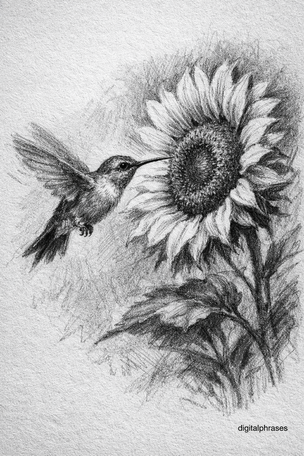 Sunflower Drawing Ideas Sunflower Drawing Ideas